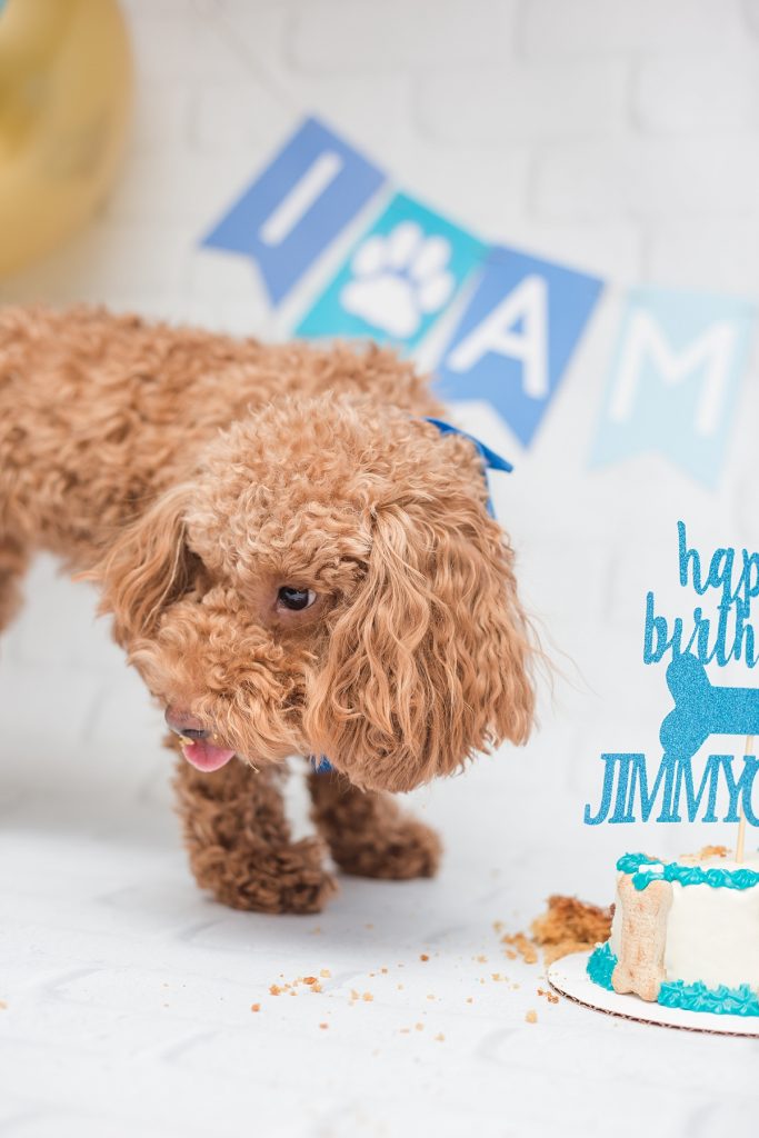 This Poodle loves cake