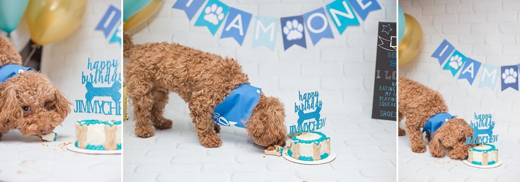 Cake Smash for adorable Poodle Dog